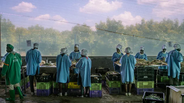 Kenya September 2023

Vegpro, Sulmac village, Lake Navaisha
The Gorge farm in Naivasha is in total 1000 hectares (incl 80 hectares of flowers) including the so-called outgrowers  (farms contracted) they plant in total 5000 hectares. and export 200 tones per week.At Vegpro they employ 10000 people.
Vegpro is the largest vegetable farm in Kenya. Due to its location near the equator, Kenya's climate is stable and warm all year round. Instead of a hot summer and a cold winter, there is a dry and a wet period. This location allows vegetables to be grown all year round. The best land is used for produce for foreign countries, and not for local agriculture.