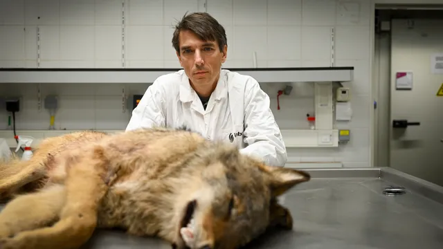 Onderzoeker bij het Instituut voor Natuur- en Bosonderzoek in Vlaanderen. Daarnaast is Mergeay lid van het Large Carnivore Initiative for Europe, een expertgroep die zich inzet voor het behoud van grote roofdieren in Europa, waaronder de wolf.