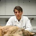 Onderzoeker bij het Instituut voor Natuur- en Bosonderzoek in Vlaanderen. Daarnaast is Mergeay lid van het Large Carnivore Initiative for Europe, een expertgroep die zich inzet voor het behoud van grote roofdieren in Europa, waaronder de wolf.
