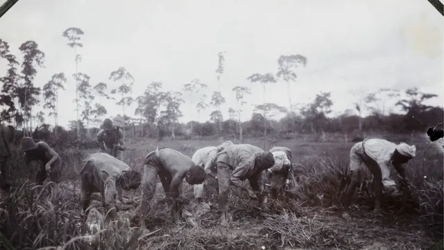 Hindoestaanse arbeiders uit India aan het werk in Suriname ca 1920