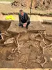 Man hurkt bij archeologische opgraving met blootgelegde dierenskeletten.