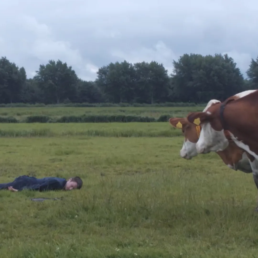 Een persoon die in een weiland op de grond ligt terwijl er 2 koeien naar hen staren.