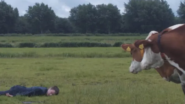 Een persoon die in een weiland op de grond ligt terwijl er 2 koeien naar hen staren.