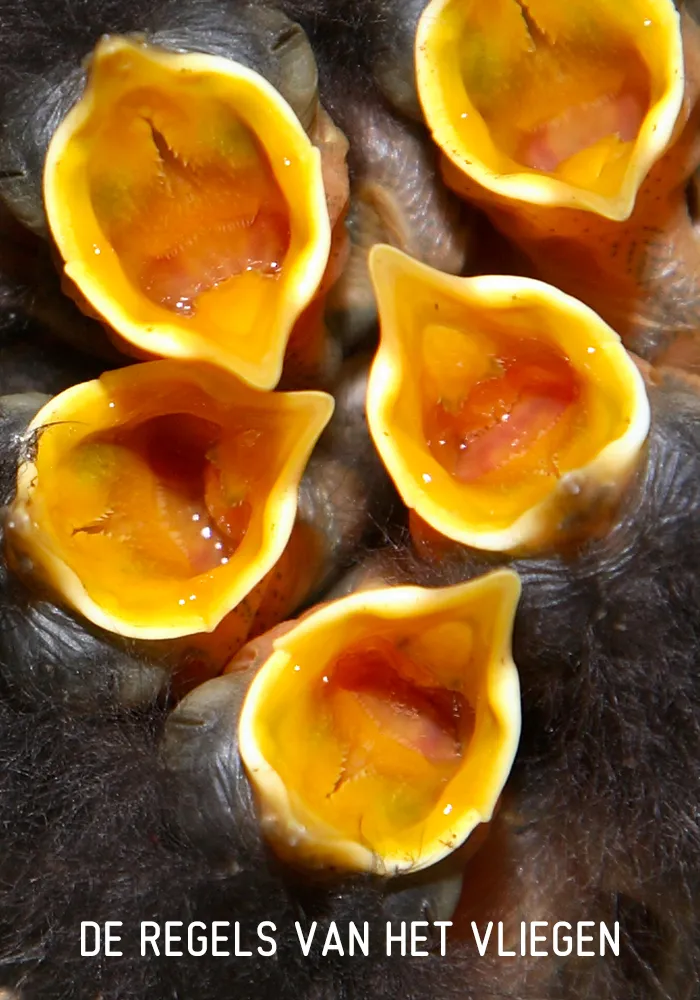 De regels van het vliegen poster