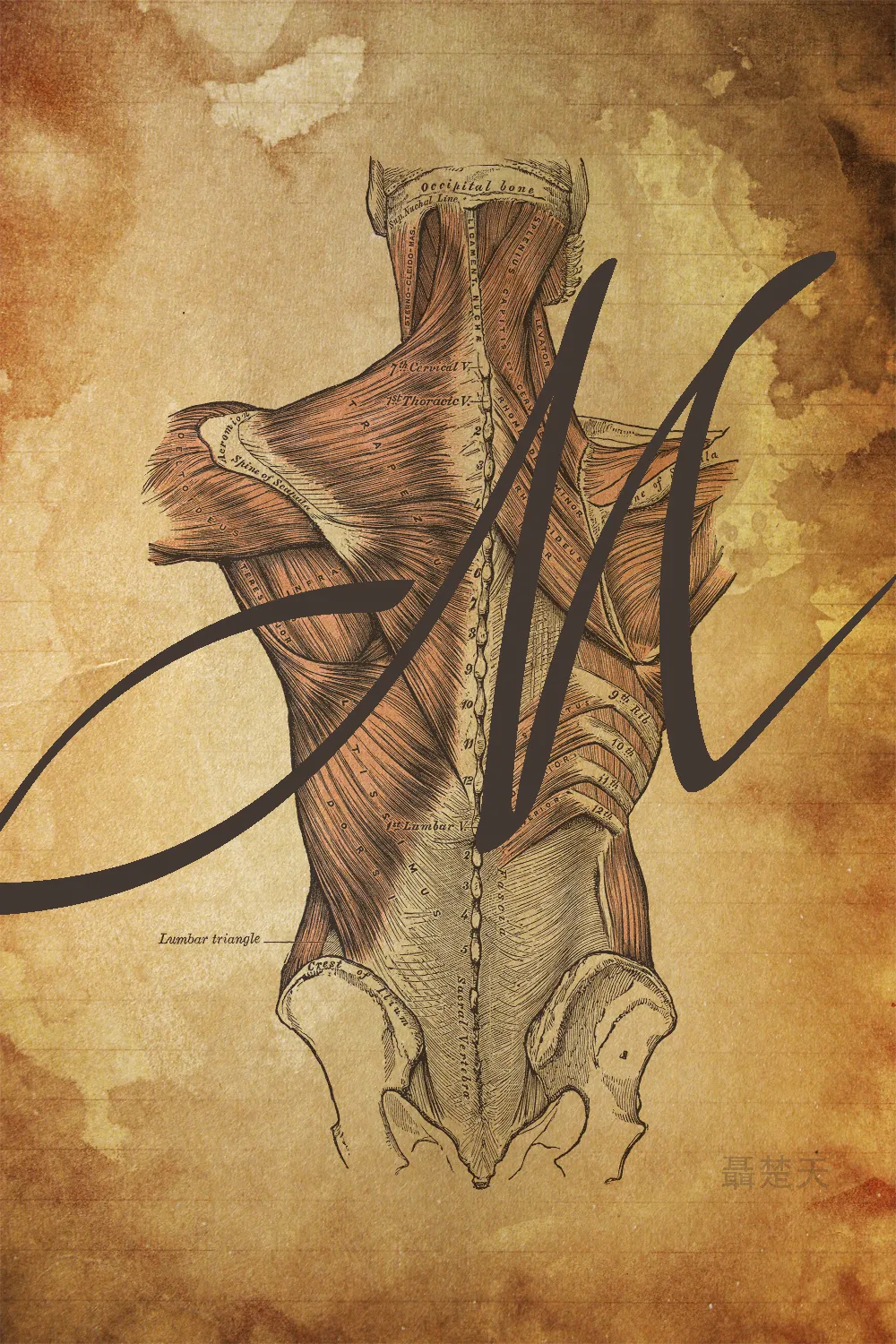 Not Mozart - M is for Man, Music, Mozart poster