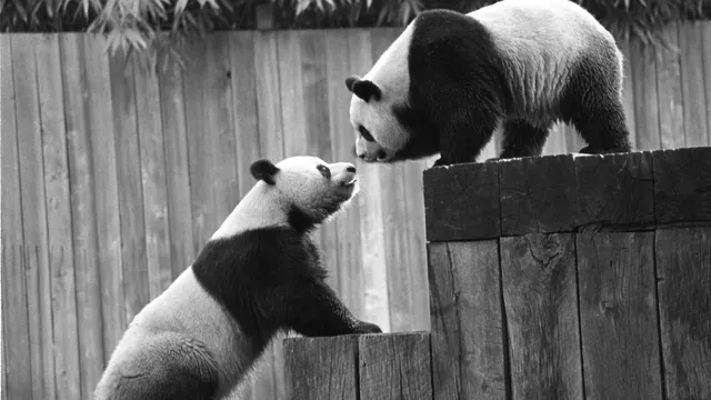 twee panda's die elkaar aankijken