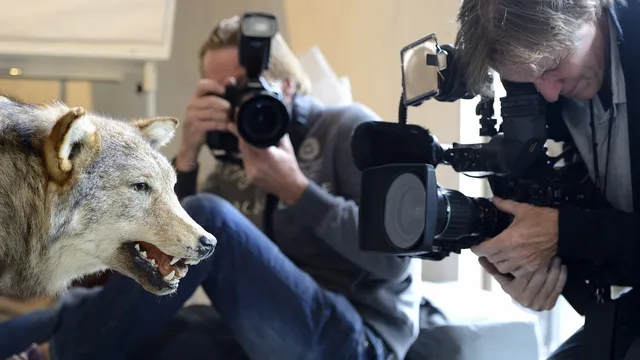 opgezette wolf en fotograferende journalisten