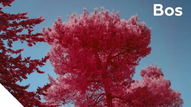 Podcast Het Beloofde Bos