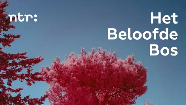 Podcast Het Beloofde Bos