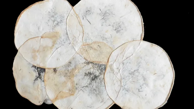 paradisolezingen 2019 / foto: mycotex aniele hoitink / neffa