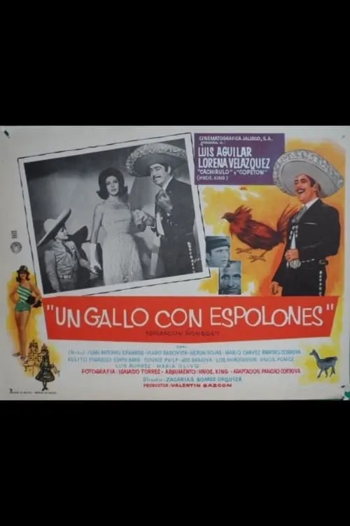 Un gallo con espolones poster