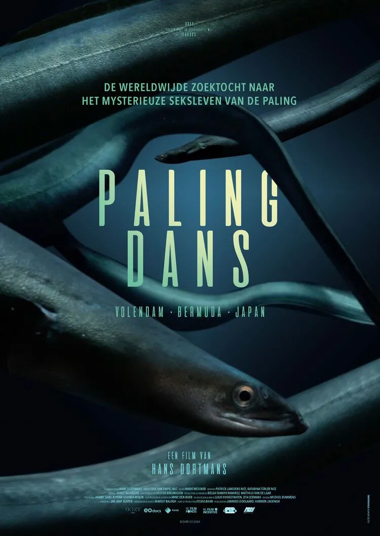 Palingdans poster