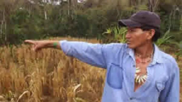 Een Colombiaanse boer staat naast een maisveld dat is vernietigd in de War on Drugs