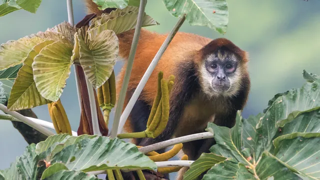 paradisolezingen 2017