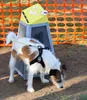 Een kleine wit-bruine hond met een zwart tuigje snuffelt aan de grond, naast een grijze afvalbak voor hondenpoep met een felgele bovenkant. Op de bak staan de woorden ‘DOG-PIE SPOT’, ‘OK’ en een afbeelding van een hondenbot. Op de achtergrond staat een oranje kunststof hek, met daarachter gras.