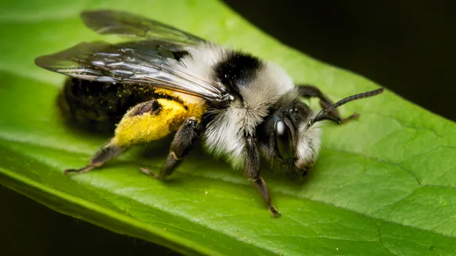 My-Garden-of-a-Thousand-Bees