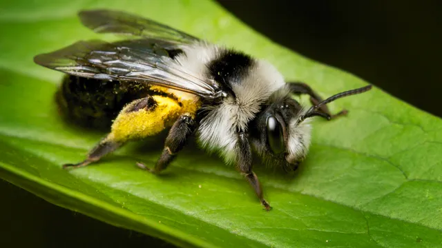 My-Garden-of-a-Thousand-Bees