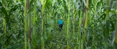 Persoon is omsingeld tussen lange groene planten.