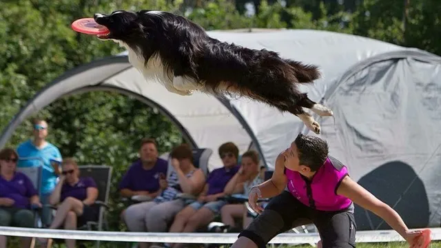 Dogfrisbee, Marjolaine op wedstrijd met haar hond Chubby