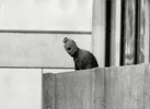 The Munich Massacre, a terrorist from the Palestinian group Black September, Munich, West Germany, September 5-6, 1972.