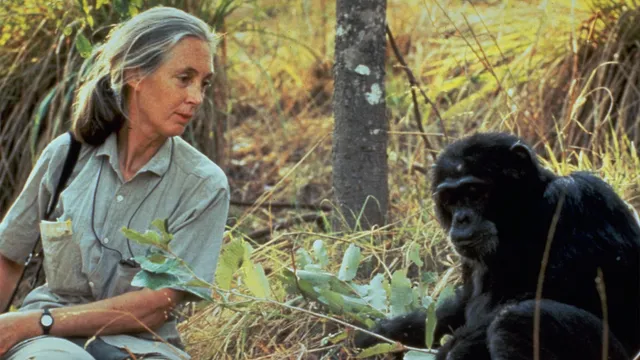 Jane Goodall met Chimpansee