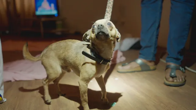 Still uit Ik ben hier voor het dier.