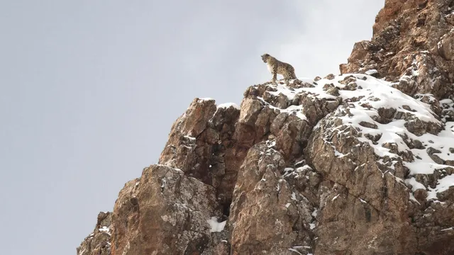 Sneeuwpanter op een bergkam