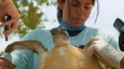 Julieta & de schildpadden in de plastic soep