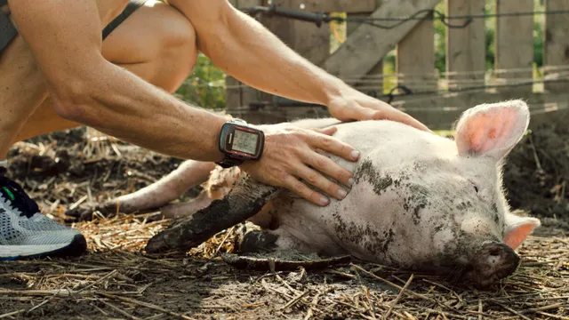 Een still uit de documentaire New pigs on the block