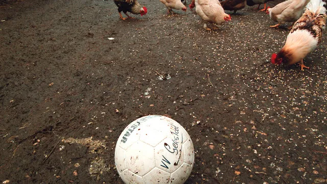 Voetbal tussen de kippen