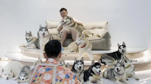 Hao neemt foto's van Zhou met Huskies