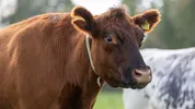 Foto van een bruine koe
