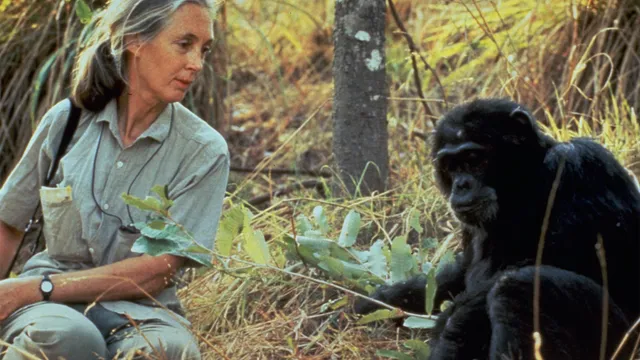 Jane Goodall zit naast een chimpansee