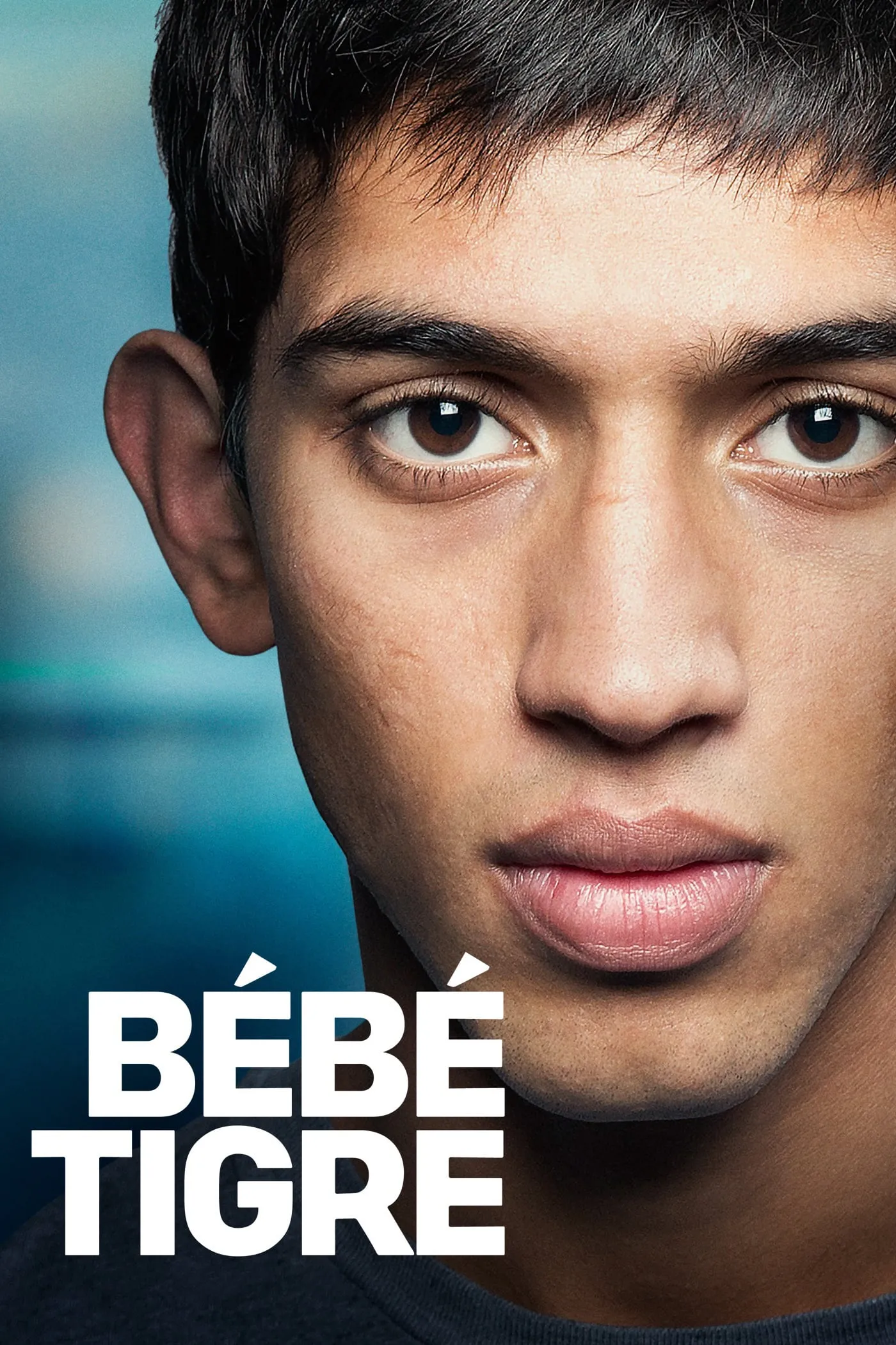 Bébé tigre poster