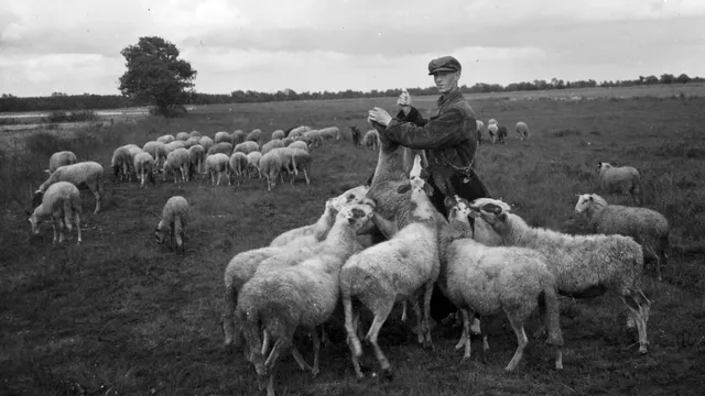 Foto schapen op een Drentse hei