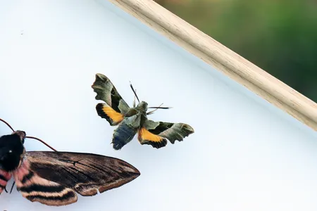 Festival de Oversteek