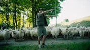 Wildebras (een man) die een kudde schapen begeleid