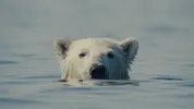 De kop van een ijsbeer steekt boven het water uit en kijkt in de camera.