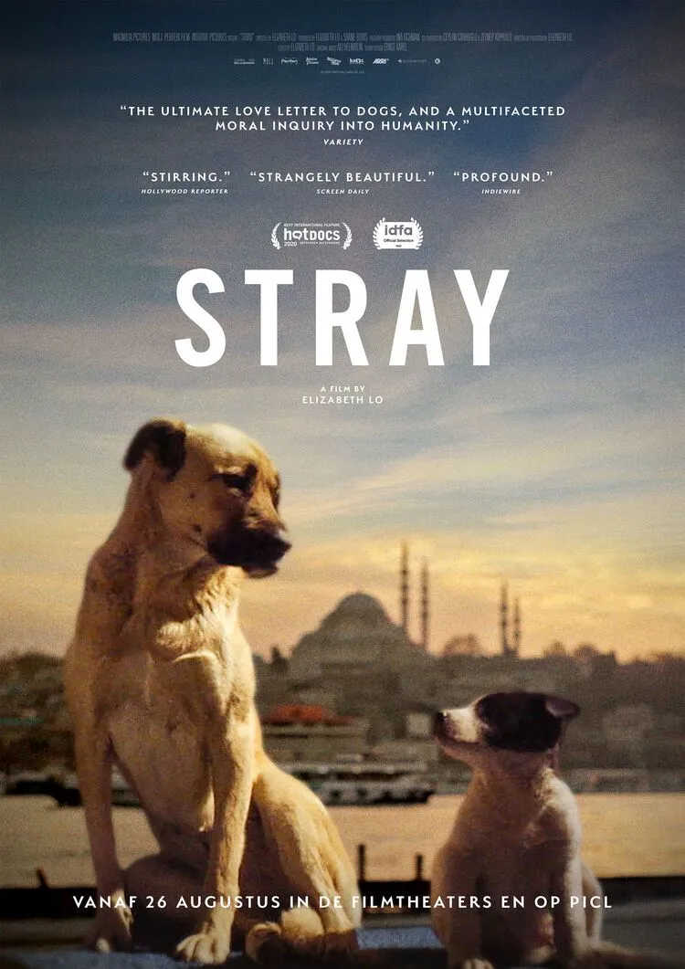 Stray poster