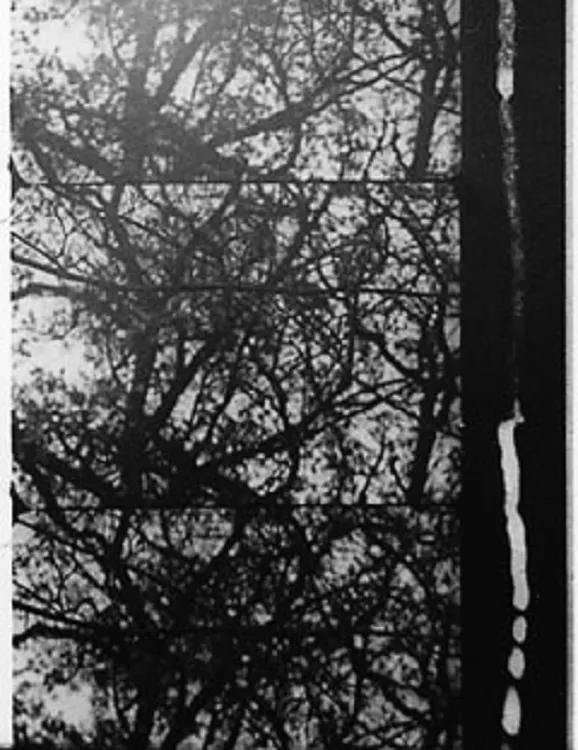 Trees in Autumn poster