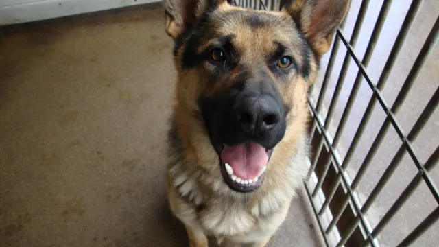 Herder Conan in een hok met tralies. Kijkt vriendelijk naar de camera