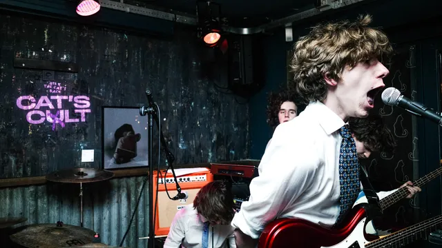 Grote Geelstaart bij Cat's Cult