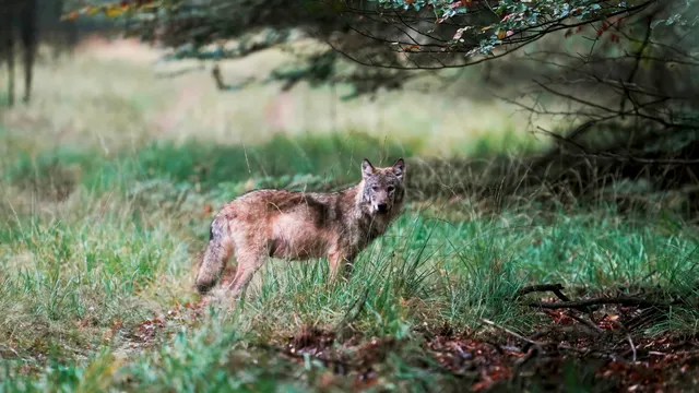 VELUWE - Een wolf op de Veluwe, vastgelegd door natuurfotograaf Otto Jelsma. De hobbyfotograaf kwam een zeldzame roedel met vijf wolven tegen tijdens een wandeling op de Veluwe. Wolven laten zich in Nederland bijna nooit zien in groepsverband. ANP OTTO JELSMA