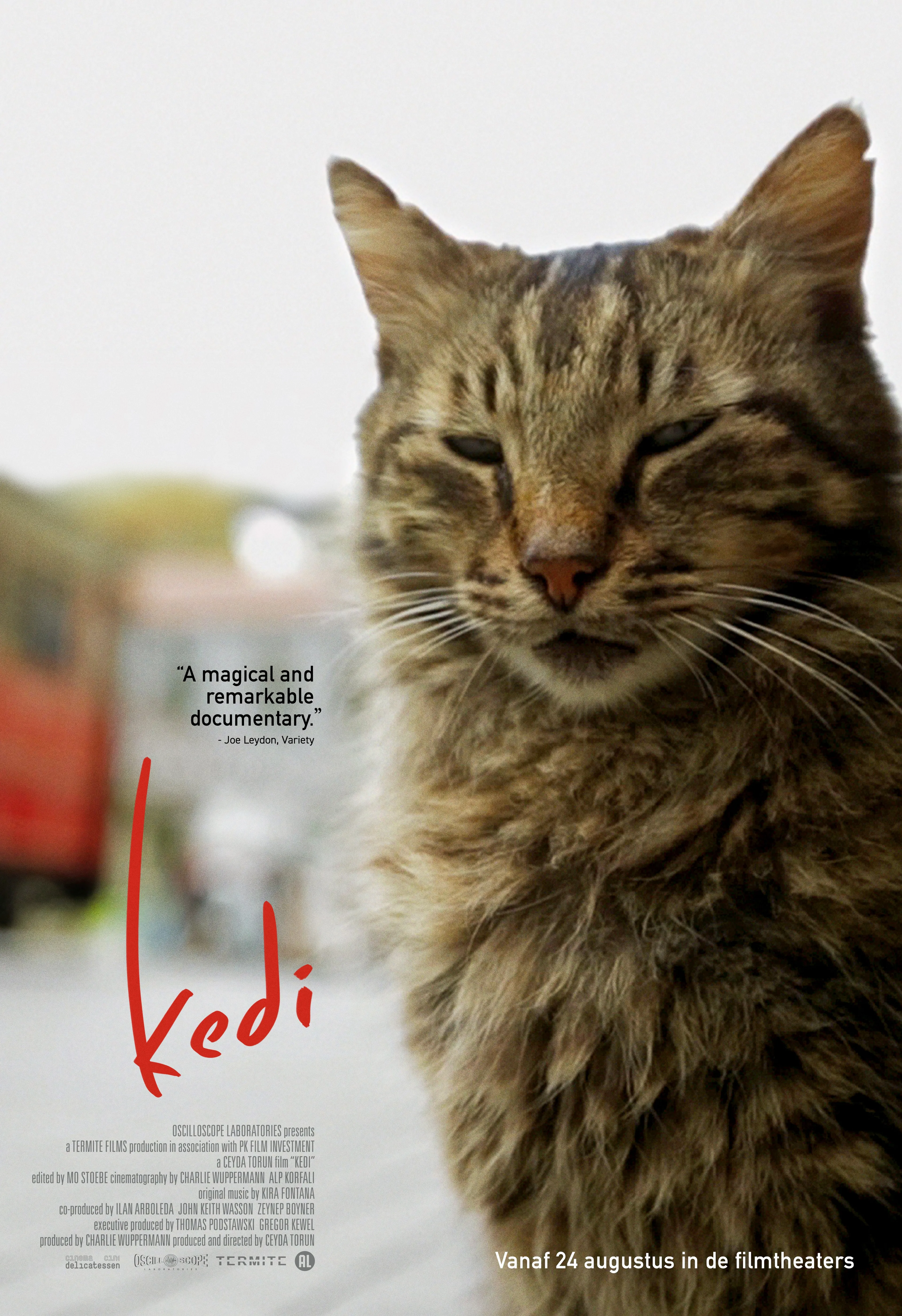 Kedi poster