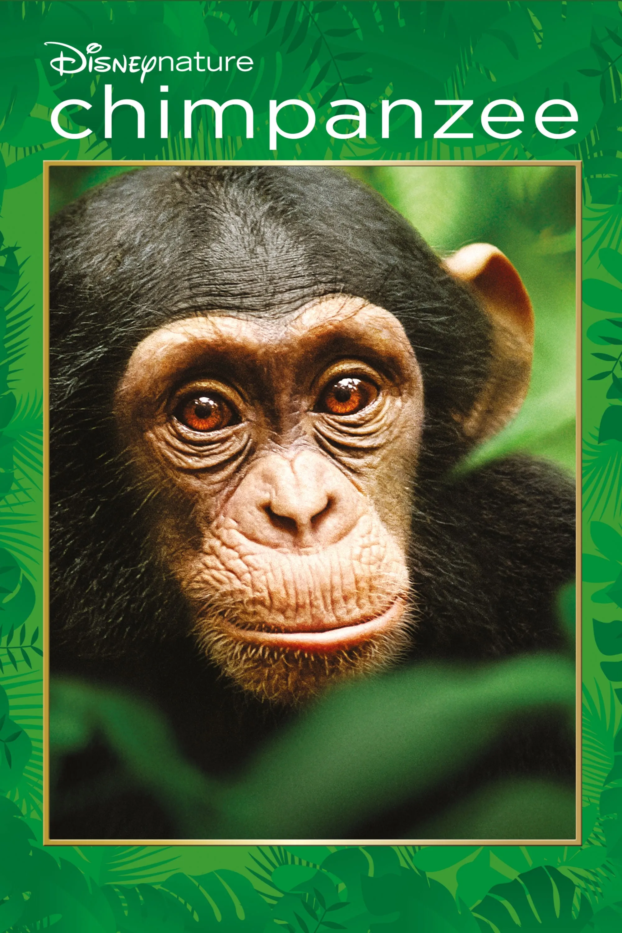 Chimpanzee (NL) poster