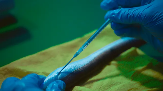 Paling tijdens inderzoek