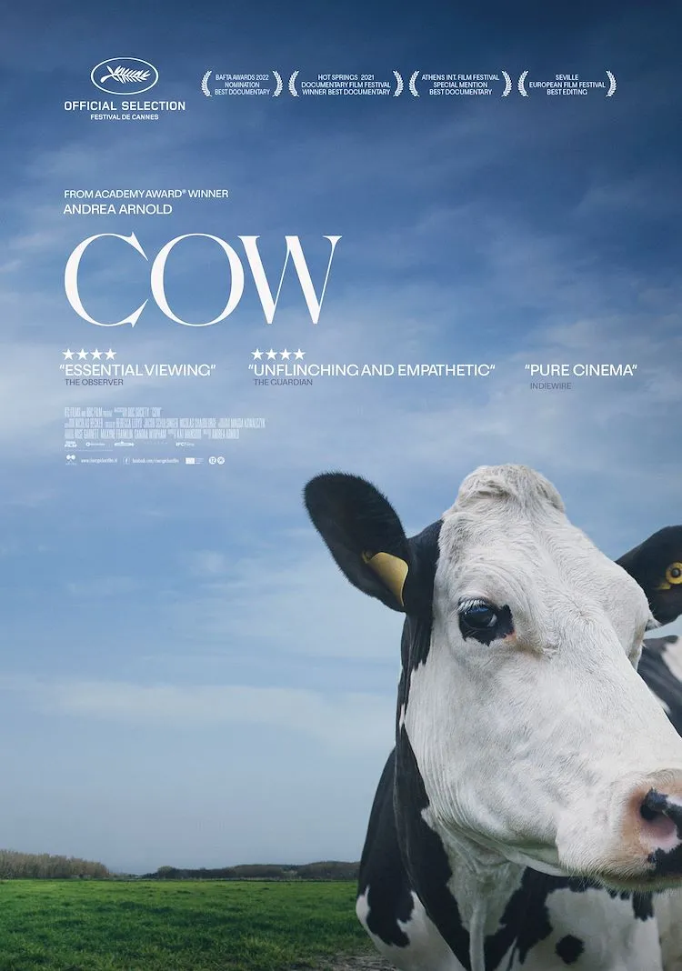 Cow poster