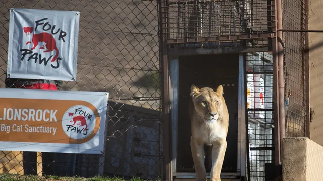 De jonge leeuwen Roman, Vincent, Dolf, Ellie en Geena genieten volop van hun nieuwe omgeving in ons LIONSROCK Big Cat Sanctuary.