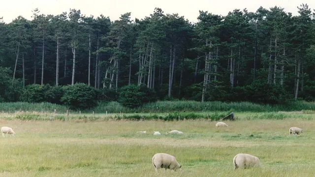 schaapjes voor een guur uitziend waddenbos