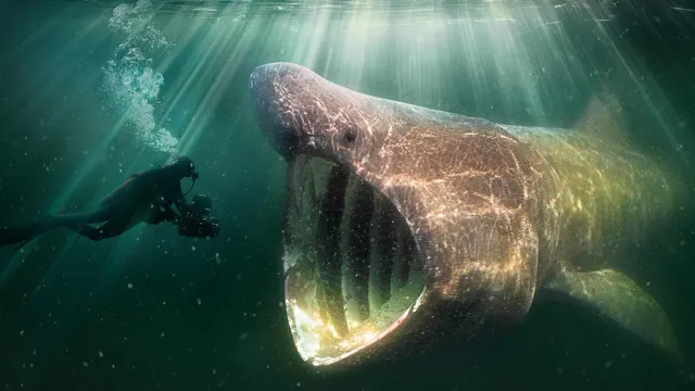 still van poster 'De wilde Noordzee'